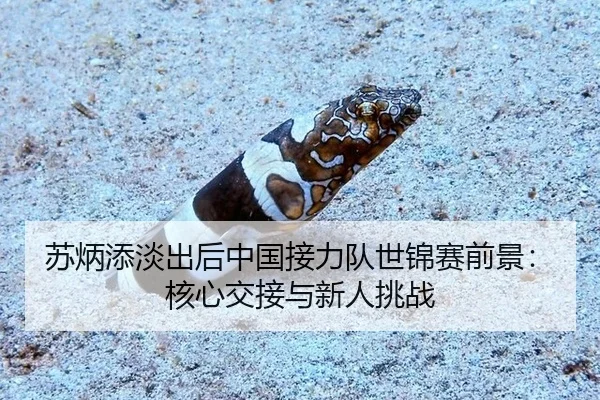 苏炳添淡出后中国接力队世锦赛前景：核心交接与新人挑战（hth）