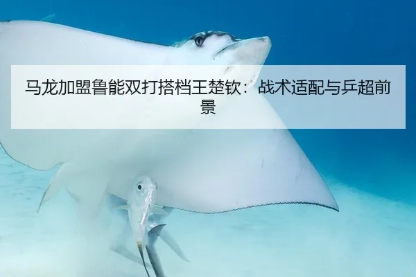 马龙加盟鲁能双打搭档王楚钦：战术适配与乒超前景（hth）